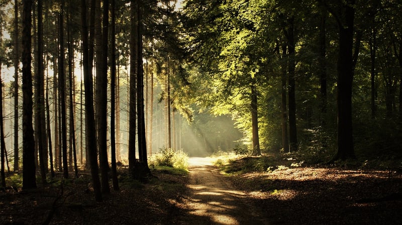 Mindful walking